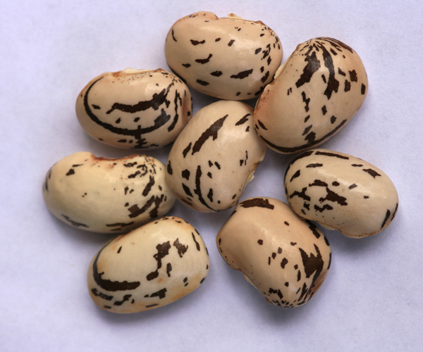 fagiolo